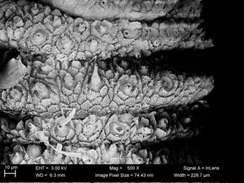 Media type: image;   Invertebrate Zoology 32029 Description: SEM image of specimen.;
